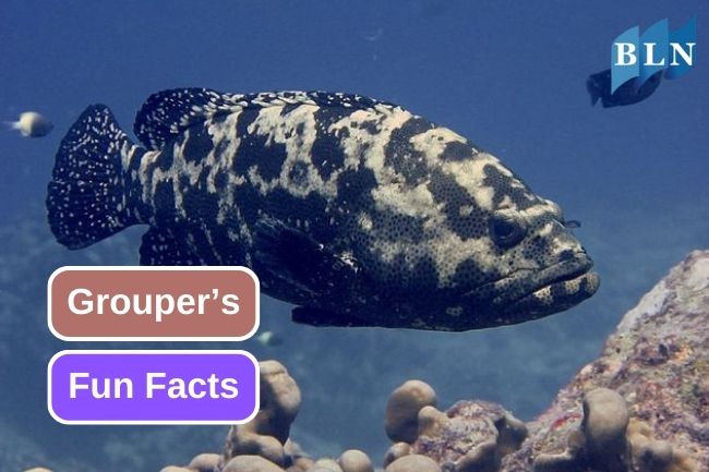 Get To Know About 8 Fun Facts of Grouper 